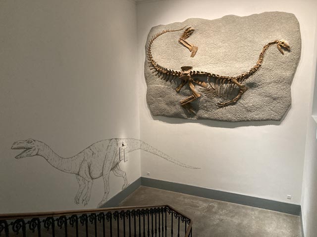 Grossmaul: Ein Plateosaurier aus Frick als neue Dauerleihgabe im Treppenhaus im Naturmuseum Neuenburg. Foto: Sauriermuseum Frick